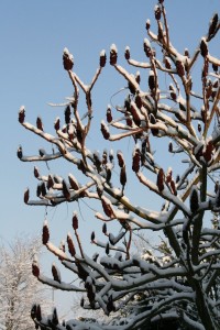 Allgemein_Schnee