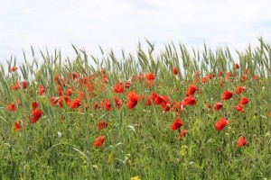 Klatschmohn1