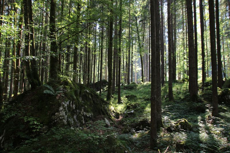 Wellness_Baum1