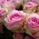 Sooo viele Rosen und so viel Rosen-Wissen