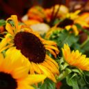 Wochenendtipps vom 30. September bis 3. Oktober 2016